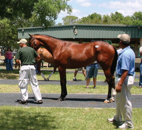 Home - Circle 8 Ranch - Thoroughbred Racing Ownership